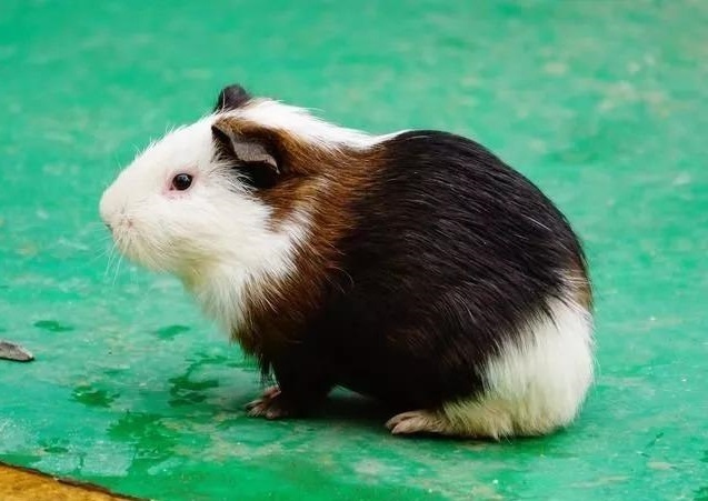 运势|鼠同志：“麻烦”来了，时间就在10月15号，会被什么害得那么惨？