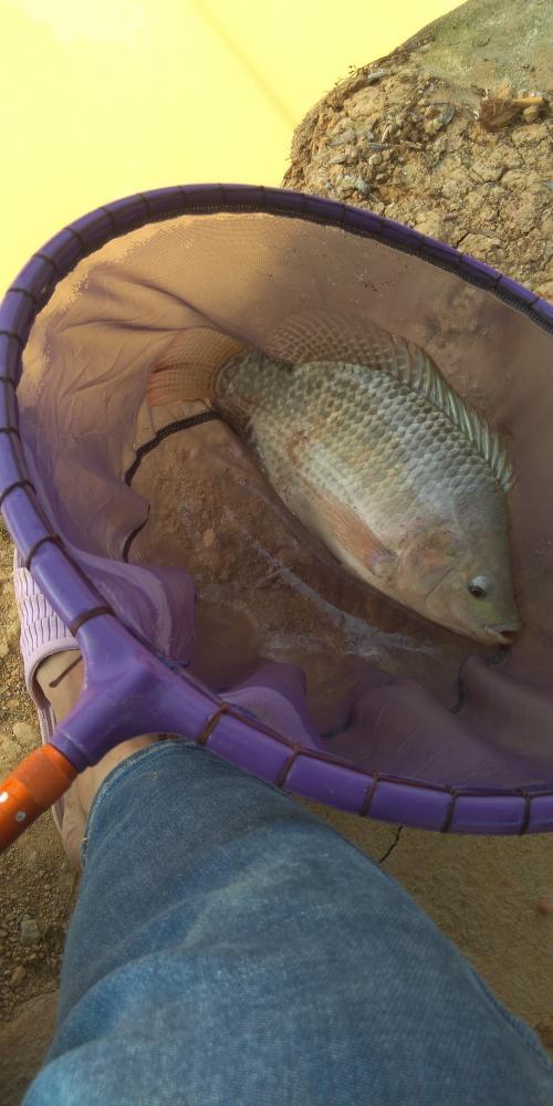 「鲫鱼」别人空军，而我爆护！用上本汀爆草竿，不管多大罗非鱼都十拿九稳