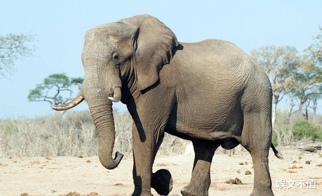 大象|大象是陆地上体型最大的动物，战斗力有多恐怖呢？