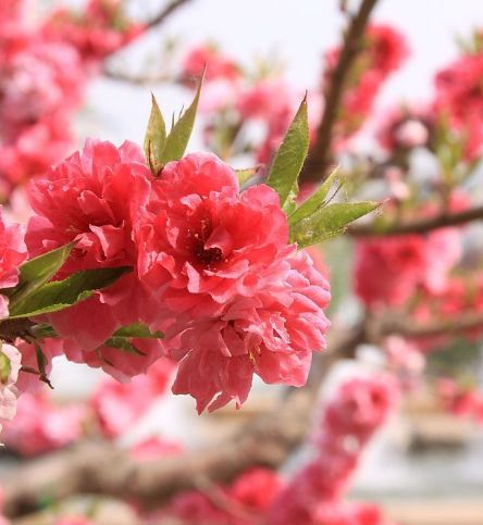 吉星|步入7月下旬，鸿运满天飞，4属相吉星伴身，日子越过越顺心