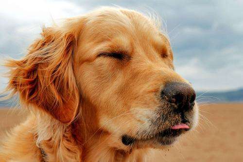 主人将狗送人，但没多久却后悔了，当再次看到它时，瞬间面色铁青