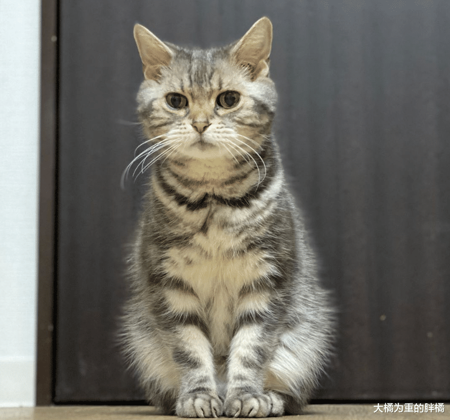 喵星人跟厕所水龙头较劲，喝不成水还次次被淋湿，却让它意外走红