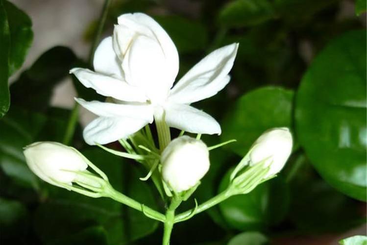 摩羯座|职场中比较受欢迎的星座，头脑灵活，明争暗斗，他们都不参与