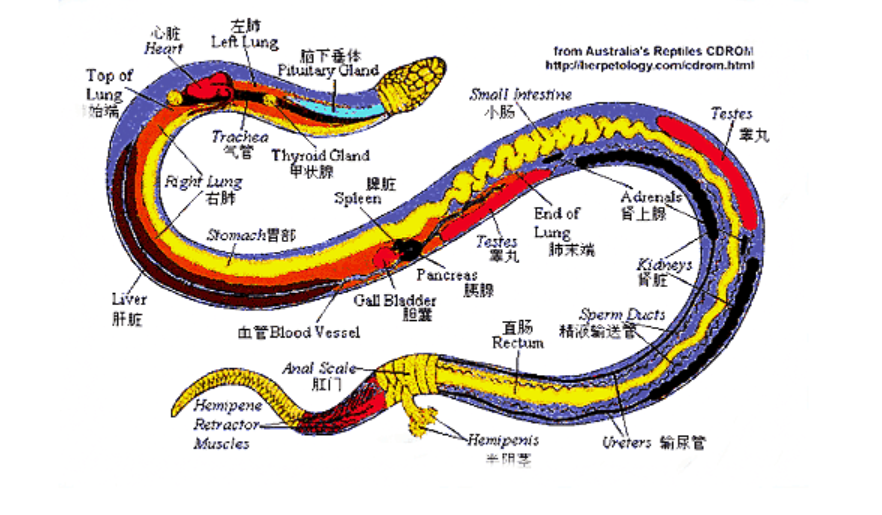 「」打蛇真的要打“七寸”处吗？为何不能直接攻击脑袋？