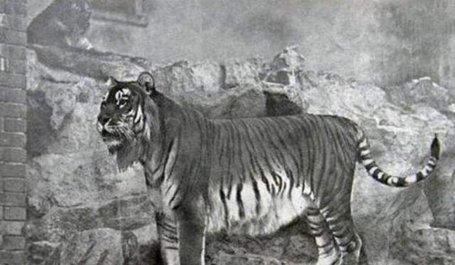 「」已灭绝的生物却在我国被人目击？或许它们就藏匿于某处繁衍生息！