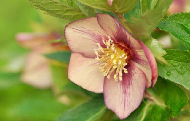 『生肖』6月喜鹊喳喳叫，7月洪福涛涛，8月付出有大回报，喜上眉梢的生肖