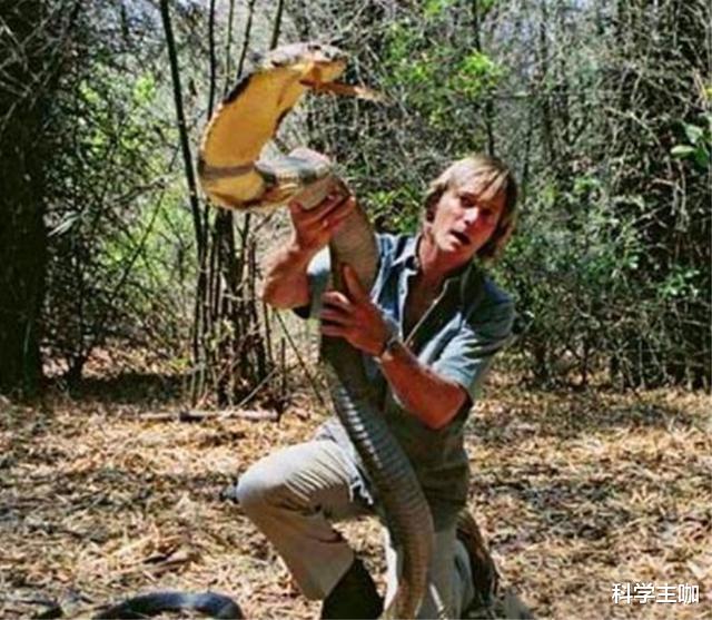 毒蛇|世界上最大的毒蛇，连狮虎都不敢近身，最爱的食物是毒蛇