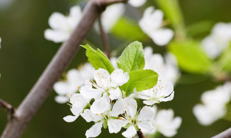 运势|9月下旬，好运连连，缘分桃花厚积薄发，爱情连忙赶来的4大生肖