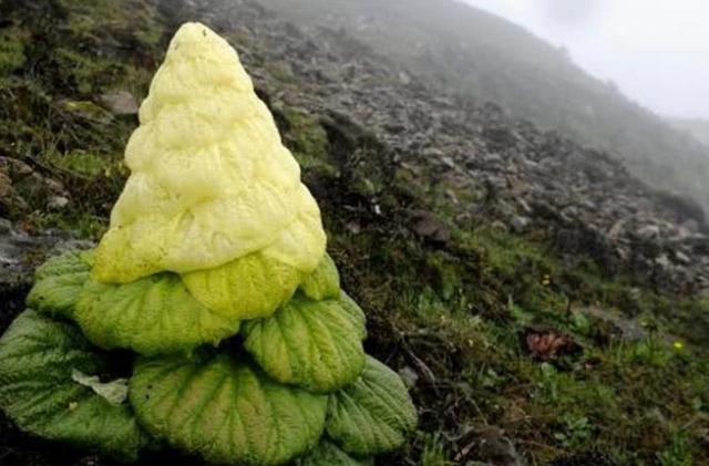 【川藏线】去西藏旅游，川藏线上的“大白菜”不要采！游客：咱们一朵也赔不起