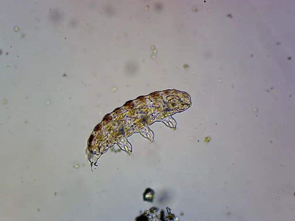 『月球』以色列探月失败，意外把地球最强生物留在月球！水熊开始殖民月球