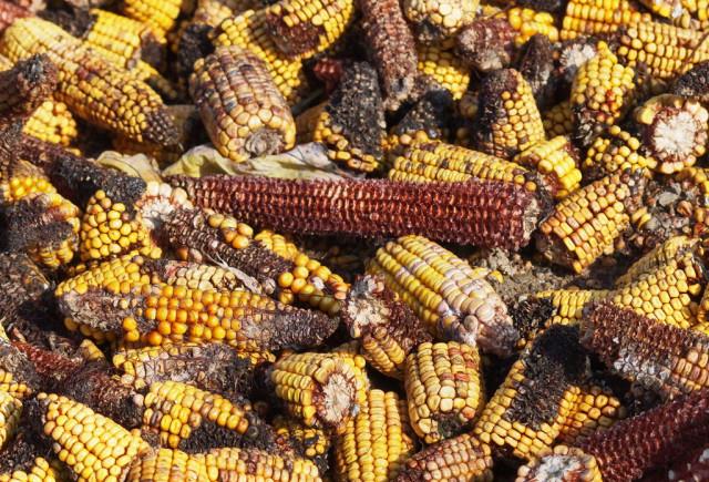 苹果|肝脏“变硬”后，晨起会有4种异常，若一个不占，肝功能还不错