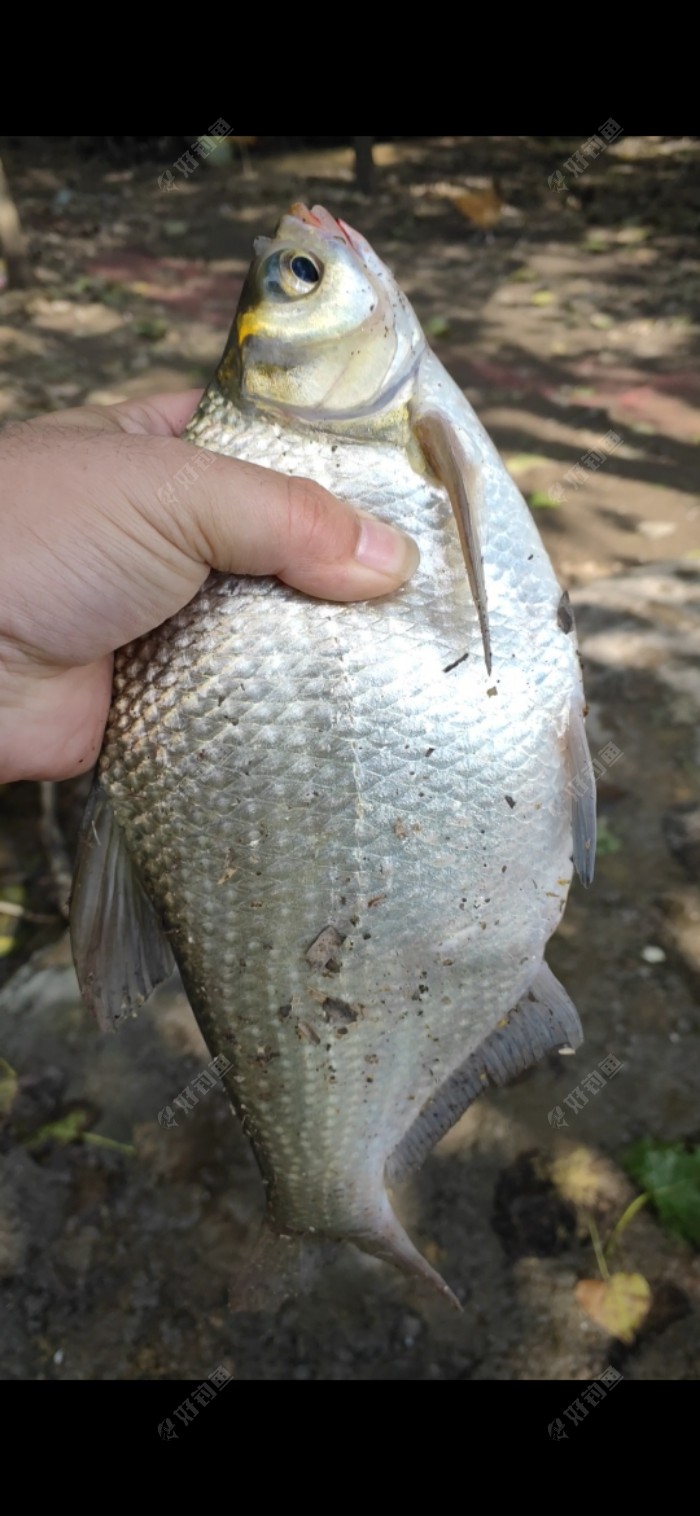 玉米|「垂钓纪实」 爆杆报仇之跑鱼连连……