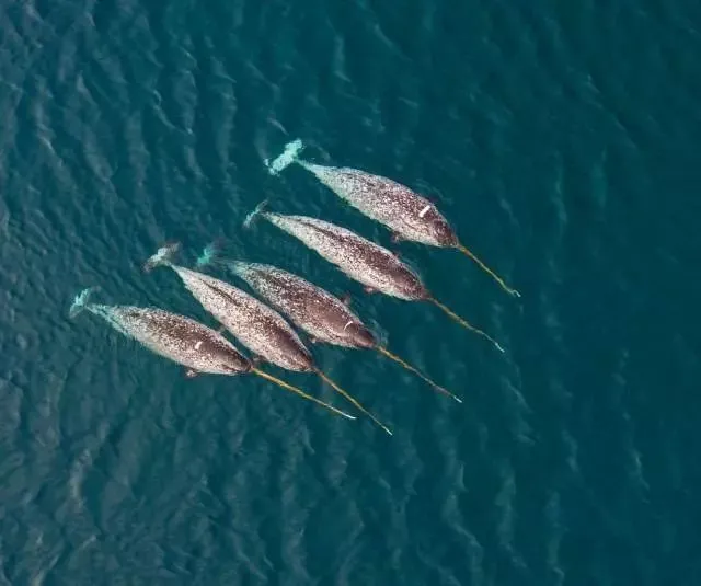 「独角鲸」凝视鲸的眼睛，是一种人生改变的体验