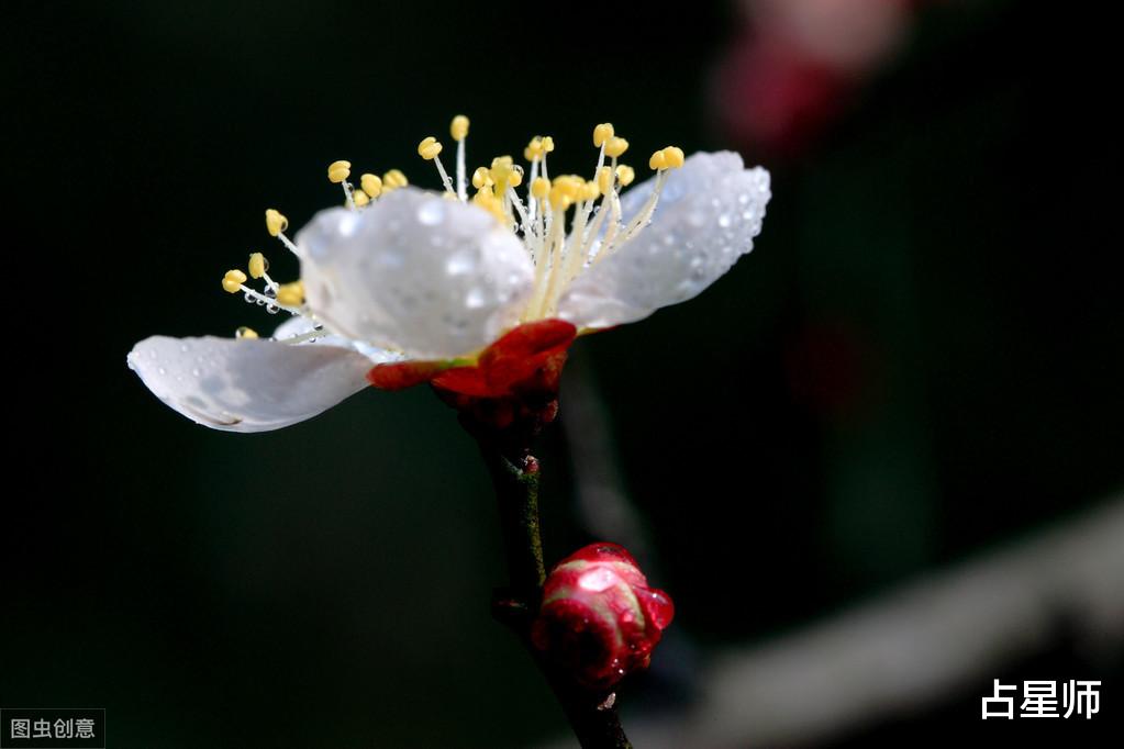 「」（周运）APP_6月15日至21日星座运势：花开花落几春风