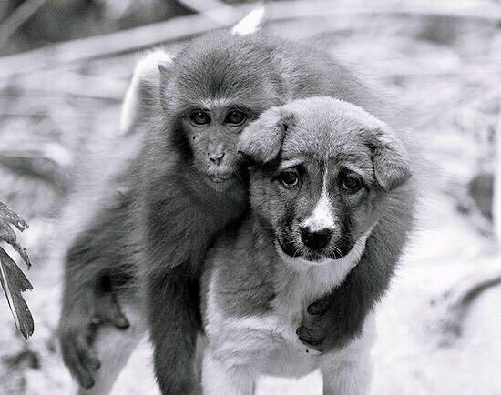 电影|因导演太较真,剧组的狗累病、猴子累死,女主角差点跟男主角拼命