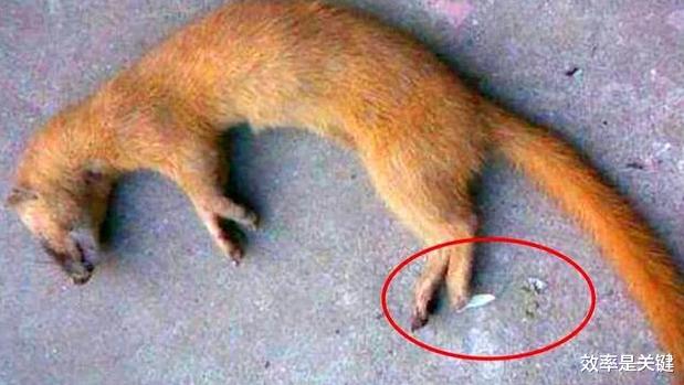 苏联|为什么老人说黄鼠狼不可以杀,科学研究表明,不是迷信,真不能杀