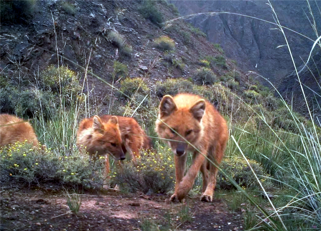 棕熊|祁连山发生什么？雪豹在刨土，狼追着红豺跑，连罕见的棕熊也来了