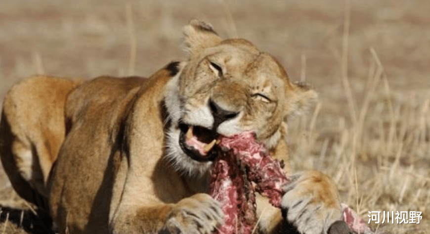 |人类为何只吃食草动物,几乎不吃肉食动物,你知道吗?