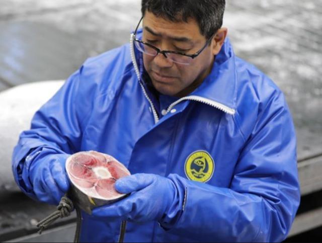 ai|日本旋转寿司餐厅利用 AI 来为鲔鱼评分