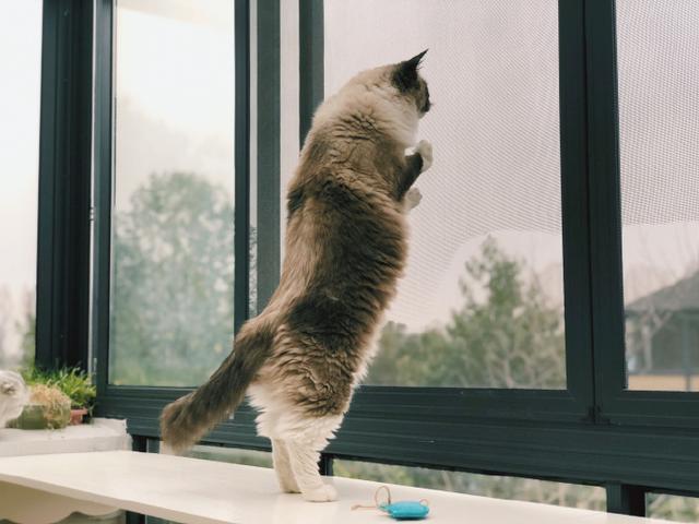 窗外飞来了什么？竟勾引我家布偶猫爬上窗台一起玩耍！