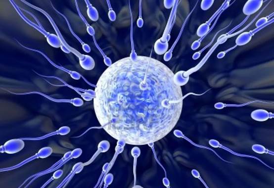 |结合无果的小蝌蚪，最后的“归宿”是哪里？女性都很好奇前3种