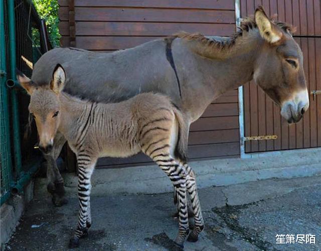 「科学家」500万年前就灭绝的驴头狼，却在神农架被目击，远古生物再复活？