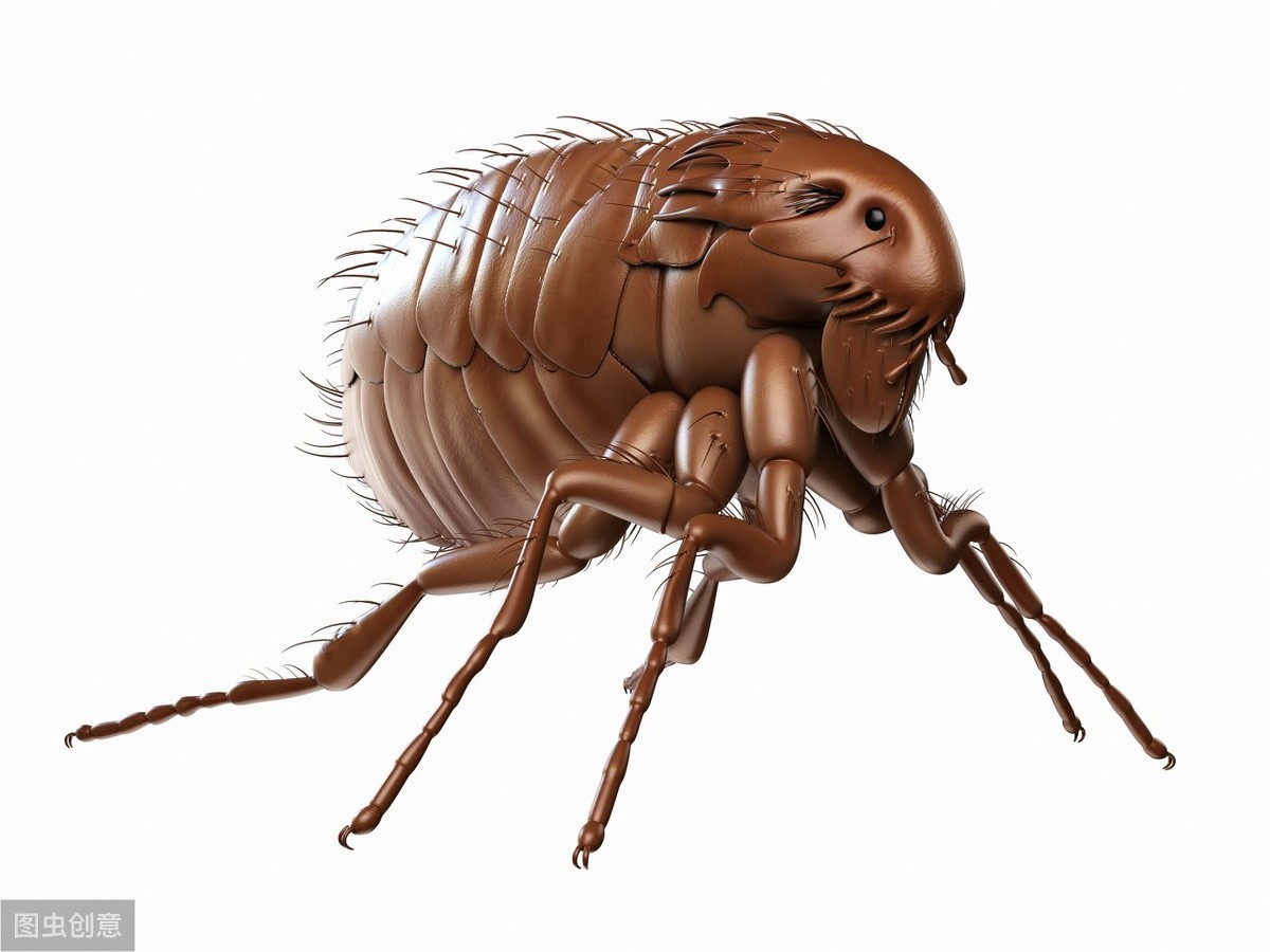 『毒液』十个世界上极度危险的昆虫，第一个你绝对见过！