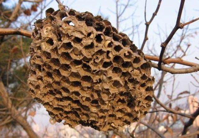 |马蜂窝也是一种药？中医称之为“蜂房”，有什么奇效呢？涨知识了