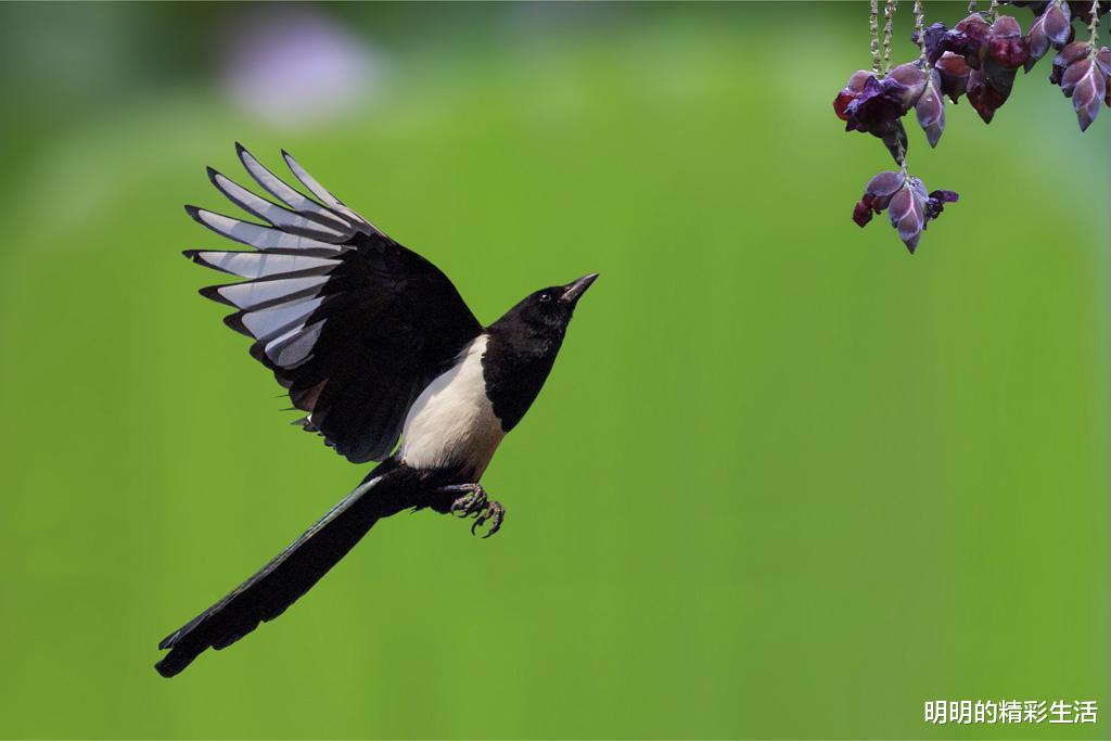 生肖■进入6月28号喜事来，财运紫气傍身，3生肖霉运无，数钱数到手软