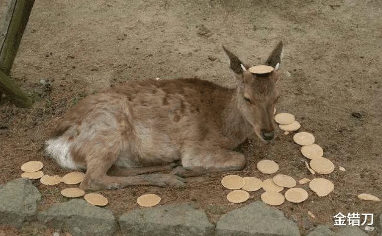 泰国■中国人再不出国旅游，这三个国家就快疯了！