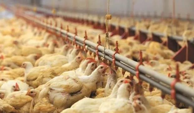 联合国：中国大山里养5亿只鸡，竟引起联合国的关注，如今多国纷纷效仿！