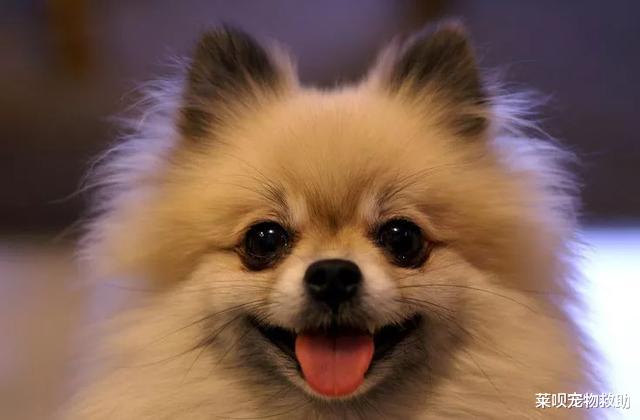 狂犬病|狂犬病一旦发作100%死亡？华农大学科学家研究表明：不存在了