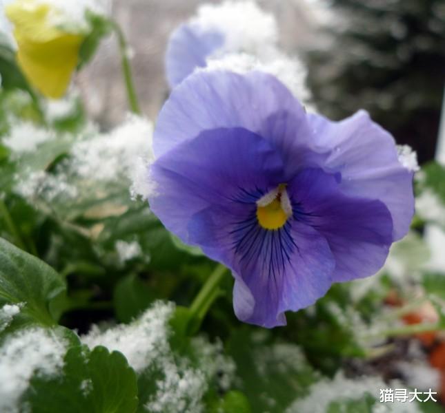 「生肖」7月中旬，姻缘天成，遇到桃花运，情到深处牵肠挂肚的四大生肖