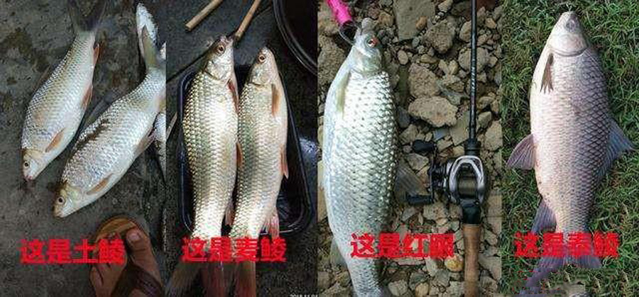 |上钩时拉力大,逃窜猛,这三种鲮鱼该怎么钓?给你一些参考