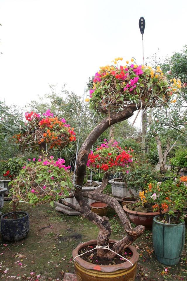 睹图|男子几年前花30万买回一棵大树，如今有人出价84万不舍得卖