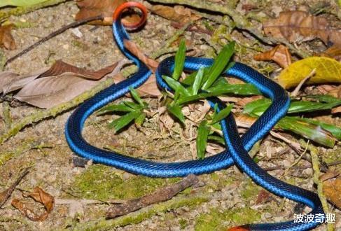 |色彩艳丽的冰火蛇，为什么会被认为是最毒的蛇？它是什么来头？