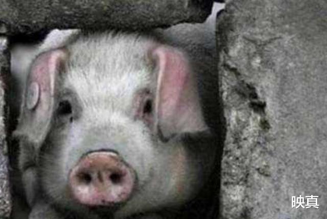 映真|汶川地震中被埋36天，暴瘦200斤的“猪坚强”，如今体重恢复了吗