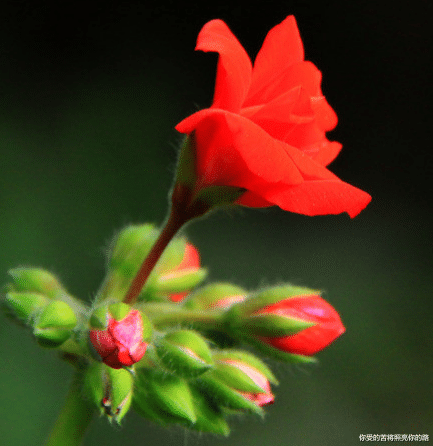 运势|步入9月，4属相开门大吉，财源滚滚运势旺，步步高升，生活幸福