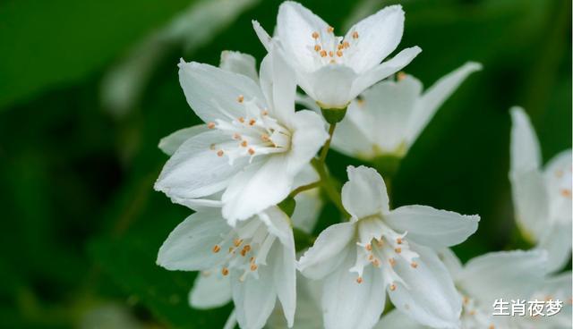 「双子座」4月，视你如命，深情不负，3生肖寻回旧情人，情深意长相伴一生