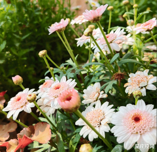 |哪些日子出生的人，家庭没有背景也没有资源，靠自己力量白手起家