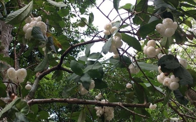 水果|这种果实火了，漂亮盛产高营养，60元一斤，还供不应求