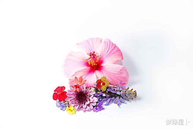 双鱼座：虽然聪明，但不常动脑筋的四个星座