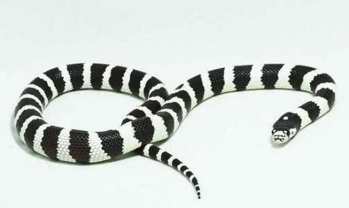 「毒蛇」动物趣闻:蛇类小知识