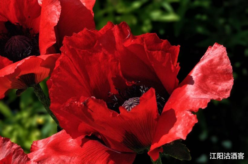 生肖：7月2号财运爆棚，日子红红火火的3生肖，财如雨下，一顺百顺