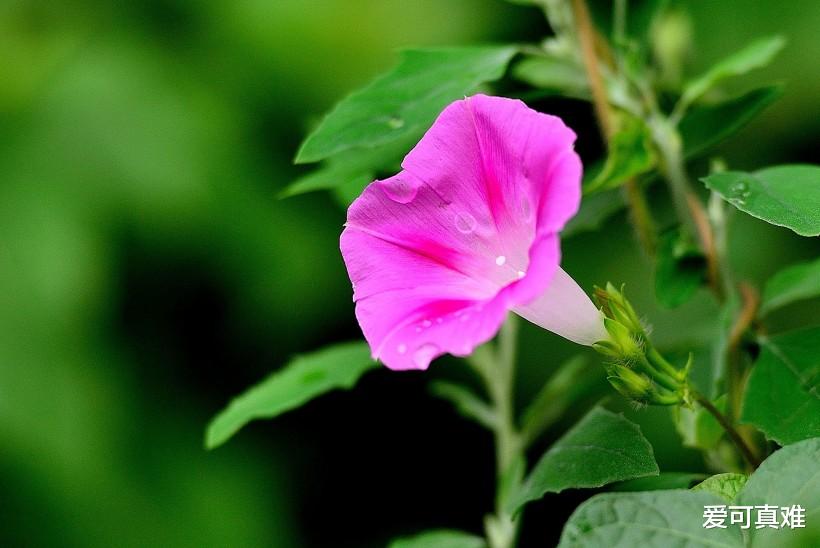 『』“大金羊”喜事来了，往后万事皆顺，迎来人生上上签！