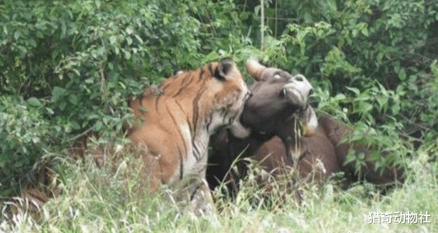 老虎|野生的老虎究竟有多厉害？