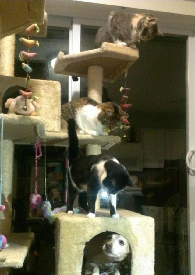 21张搞笑图片告诉你，什么叫做被猫咪支配的恐惧。狗子：我太难了