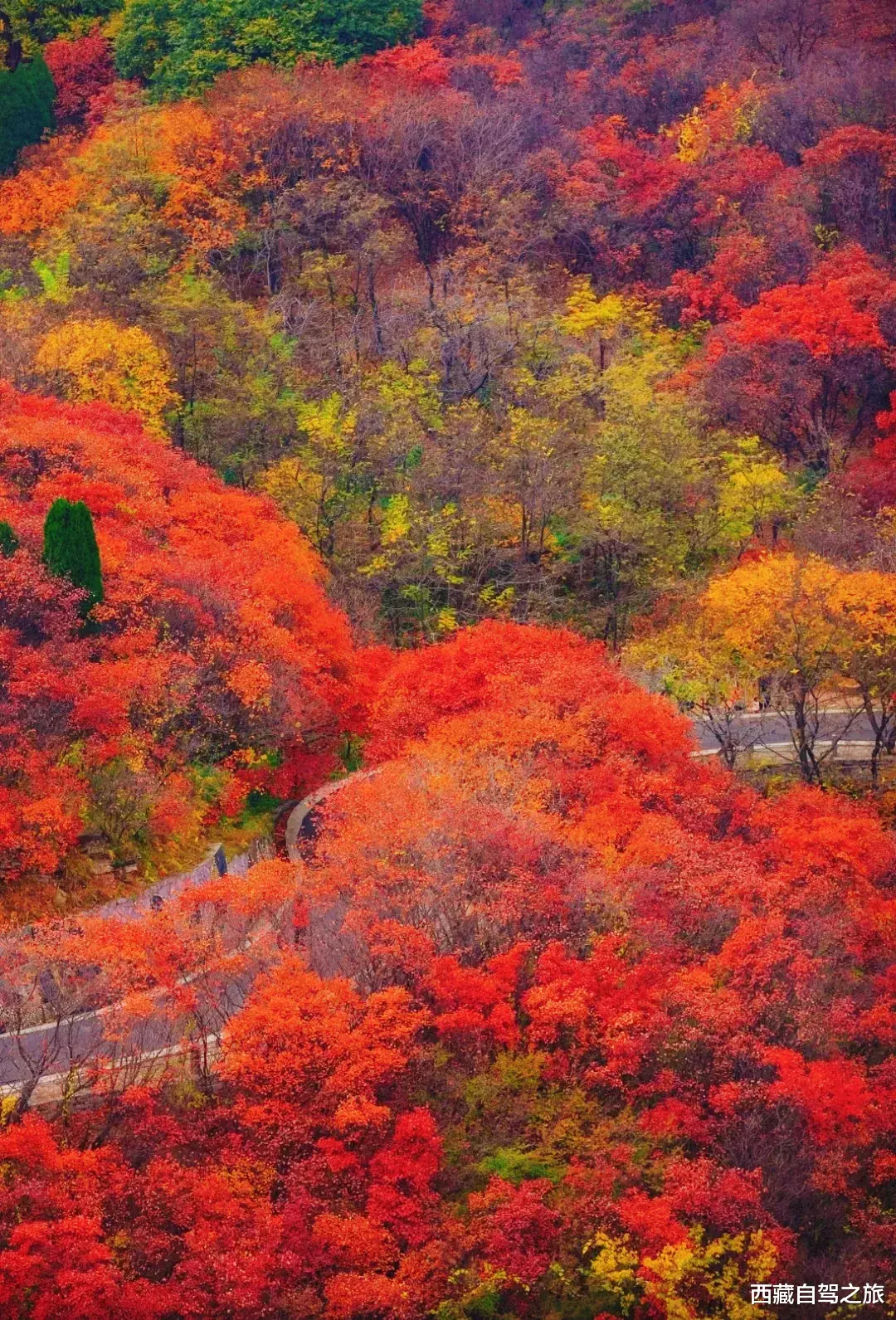 若尔盖|景 | 再过一个月，来看世间醉美的秋天！