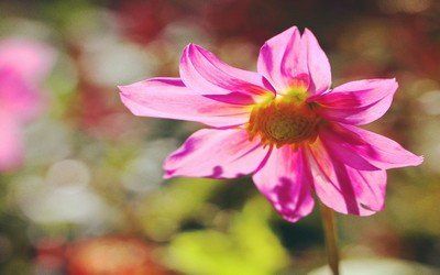 运势|从明天开始，运势暴涨，会春风得意，美梦成真的三大生肖