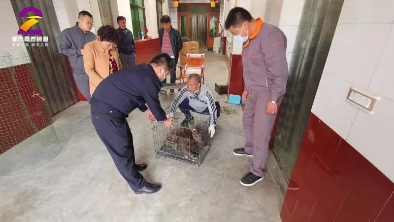 记摄人间|像羊？像狗？还奇臭！陕西发现传说中的“四不像” 竟然长这样